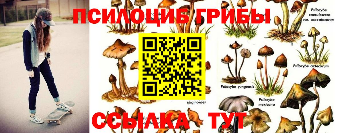 Псилоцибиновые грибы мицелий Кореновск